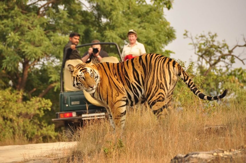 Compare Corbett and Ranthambore for a 5 Day Wildlife Photography Trip in November on a 50K Budget Complete Guide for Photographers